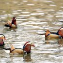 봄나들이 이미지