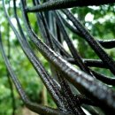 카페보리 이미지