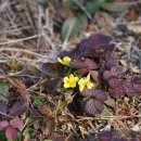 양지꽃 Potentilla fragarioides L. 이미지