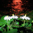 향기로운 염원 이미지