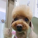 피닉스애견미용 이미지