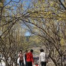 경상도를 가로지르는 하동 화개장터/소설 토지의 배경 평사리공원/광양매화축제/담양 진우네집 국수