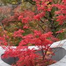 예덴 Daum카페