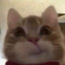 강아지랑고양이 이미지