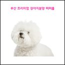 부산강아지분양 퍼피룸 이미지