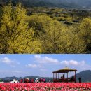 추천 봄나들이 ‘남도에서 펼쳐지는 봄꽃축제’ 이미지
