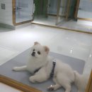 호텔펫코리아 이미지