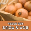 양파 보관법 총정리