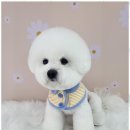 아임댕댕 이미지