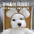바람난강아지 | 아키즈 빼꼼캐리어, 강아지 곰돌이 이동가방 (기내용OK)