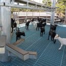 토종흑염소 이미지