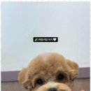 우리펫살롱 이미지