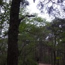 [광주 광산구]광주여대~동자봉(154m)~풍악정~어등산(290m)~풍악정~동자봉대~광주여대 다녀오기(2020/4/20/월 오후) 이미지