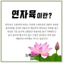 연자육 티백차 이미지