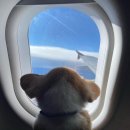 캐나다 항공사인 웨스트젯 지분 10% 인수한 대한항공 이미지