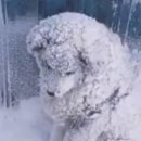 순진한 강아지 이미지