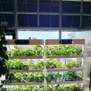 하늘수경푸드(채소잡곡) | 여행] 🇺🇸 덴버 한식 맛집 'Baek Ga(백가)'! 직접 키운 쌈채소에 삼겹살+김치찌개+카스 조합, 여기가 천국