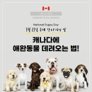 ✅[성공한사람들]3월 23일은 국제 강아지의 날! - 캐나다에 강아지 데려오는 법! 이미지