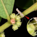 만두나무 이미지