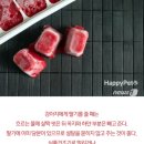 보고펫