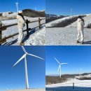 광암목장 | [강원 평창] 강원도 눈, 설경 유명 명소 :: 국내 겨울 여행지 "대관령 삼양라운드힐" 주말꿀팁