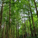 힐링애견 이미지