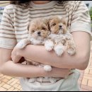 광주강아지분양 펫블리 애견 샵 이미지