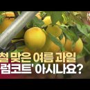 전 세계에서 한국만 있는 과일. 이미지