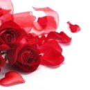 꽃이 피고 비가 내리면 이미지