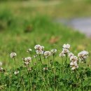 행운클로버