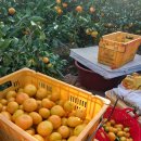 동백농장 이미지