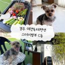 스테이;율 | 부산 근처 경주 애견동반 독채펜션 스테이밤부 C동 내돈내산 후기