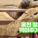 가을에 가볼만한곳 아이와 홍천 알파카월드 국내 힐링여행 이미지