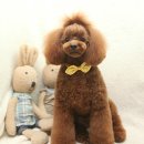 해리애견 이미지