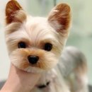 퍼피 베어(PUPPY-BEAR) 네이버블로그