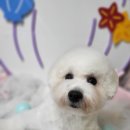 새침하개멍 이미지