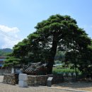 행곡2리(처진소나무옆) 이미지