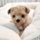 선미농장 | 용인강아지분양 고민 끝에 선택한 펫아미 용인점, 직접 경험해보니 확실히 달랐어요