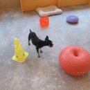 라이프 오브 라일리(Life of Riley) | 구리 갈매 애견유치원 애견훈련사가 있는 라이프오브라일리