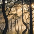 나무야 나무야 이미지