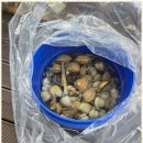 안면도 카사블랑카 이미지