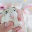 금쪽금쪽금쪽반려동물병원 네이버블로그