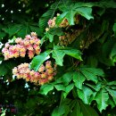 칠엽수(七葉樹)/ Japanese Horse Chestnut 이미지
