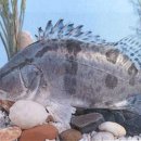 싱싱魚 이미지