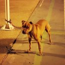 우리집첫째 이미지