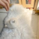 화이트켄넬(white-kennel) | POMERANIAN &#39;MISO&#39; BLANCDE_KENNEL🎈수원 용인 강아지켄넬 모량 풍성한 화이트 포메라니안 강아지분양...