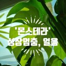 슬기로운 초록생활, 홈가드닝 | [식물생활] &lt;몬스테라&gt; &#39;성장멈춤&#39; 얼음 땡 후기(새잎, 찢잎) 2023.01.27~2024.12.01