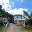 해피데이애견 이미지