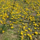 민들래농원 이미지