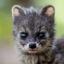 애묘(고양이)백과 - 인도사향고양이 (Small Indian Civet) 이미지